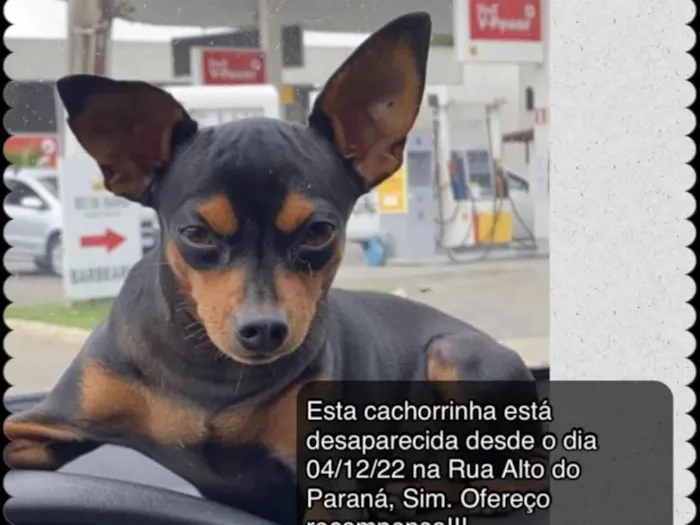 Cachorro ra a Pincher idade 1 ano nome Lila