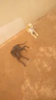 Pacoça