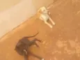 Pacoça