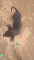 Pacoça