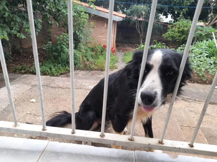Cachorro raça Border Collie idade 7 a 11 meses nome Atena