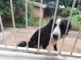 Atena