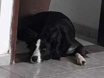 Cachorro raça Border Collie idade 7 a 11 meses nome Atena