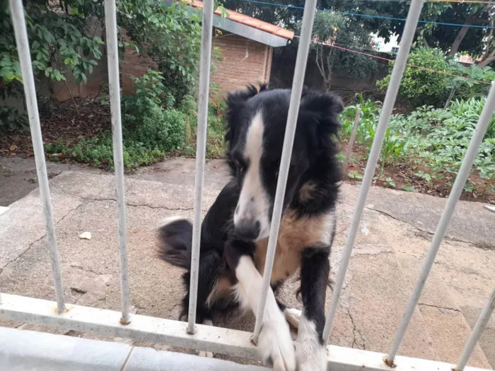 Cachorro raça Border Collie idade 7 a 11 meses nome Atena