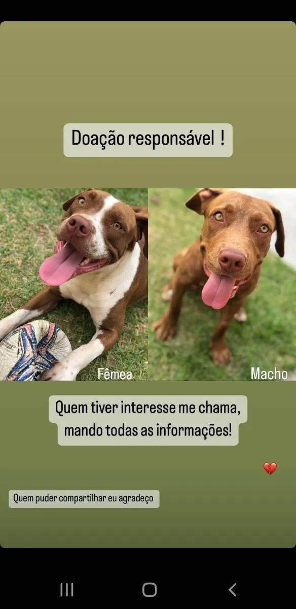 Cachorro ra a Pitbull idade 2 anos nome Gorilla