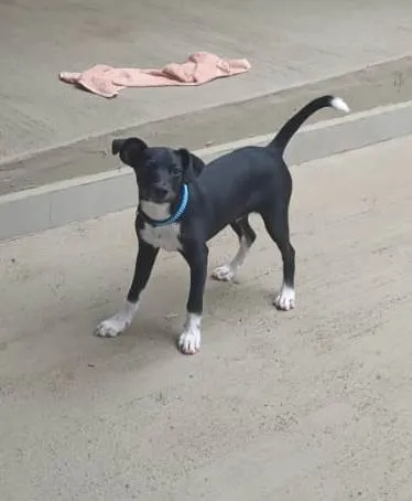 Cachorro ra a Mistura de Border Collie idade 2 a 6 meses nome Fiuk