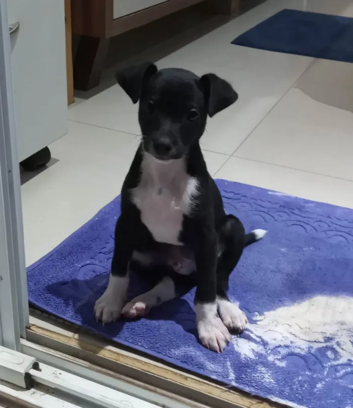 Cachorro ra a Mistura de Border Collie idade 2 a 6 meses nome Fiuk
