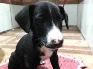 Cachorro raça BORADOR idade 2 a 6 meses nome BELLA