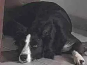 Cachorro raça Border Collie idade 7 a 11 meses nome Atena