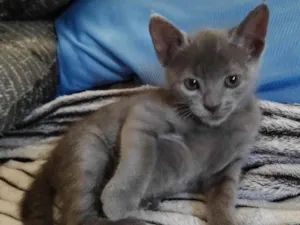 Gato raça Srd idade Abaixo de 2 meses nome João &Maria