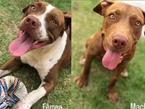 Cachorro ra a Pitbull idade 2 anos nome Gorilla