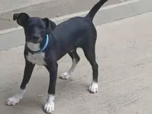 Cachorro ra a Mistura de Border Collie idade 2 a 6 meses nome Fiuk