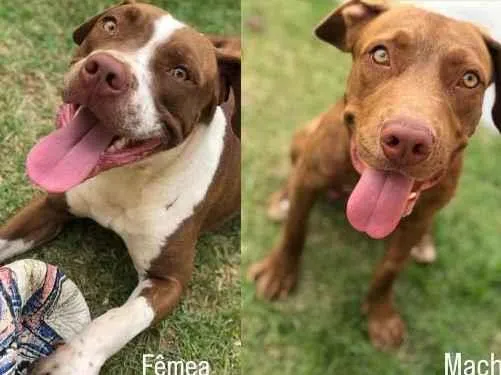 Cachorro ra a Pitbull idade 2 anos nome Maya