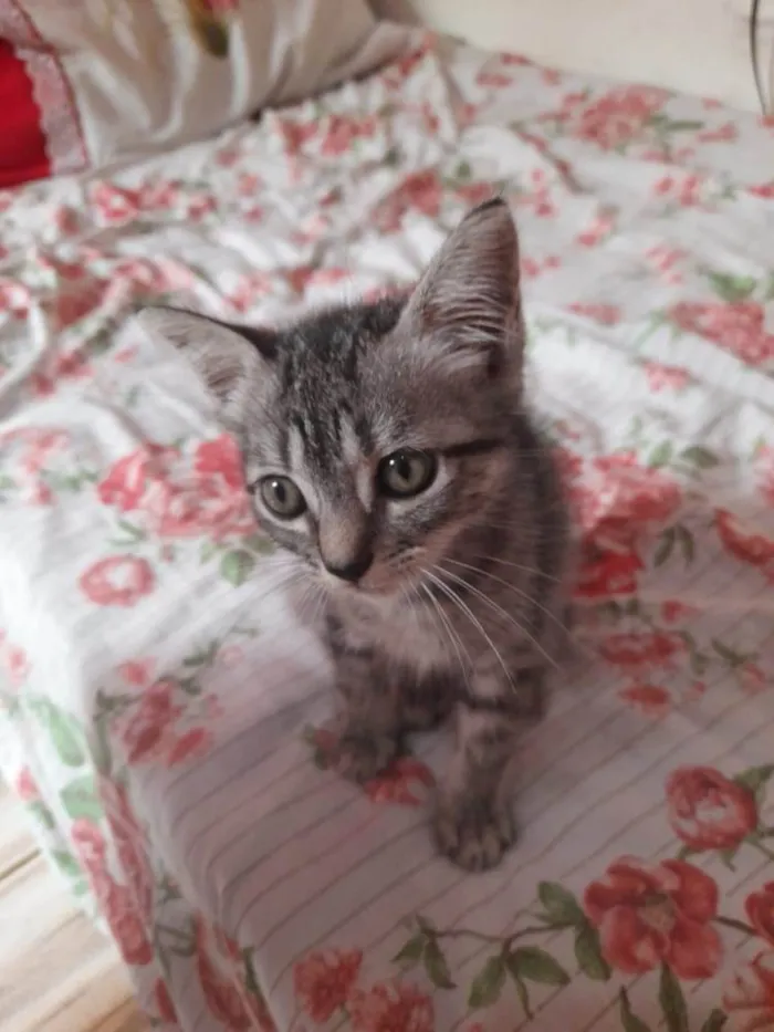 Gato raça Srd idade Abaixo de 2 meses nome Manguinha castrada ??