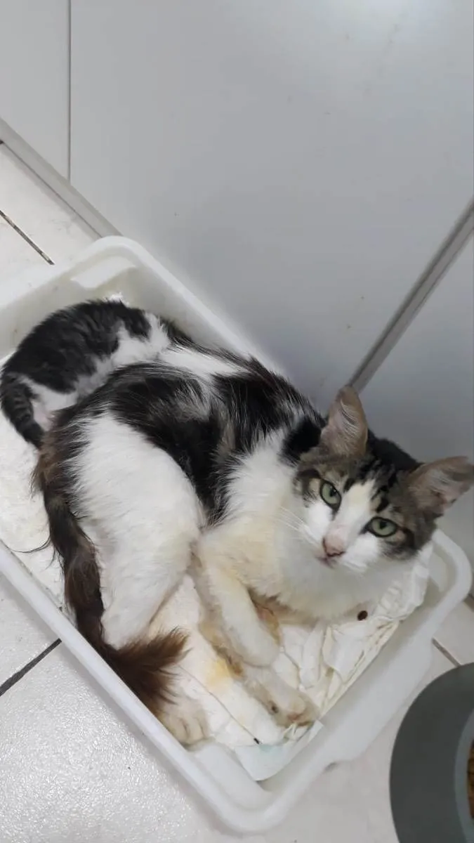 Gato raça Srd idade 2 a 6 meses nome Esmeralda castrada