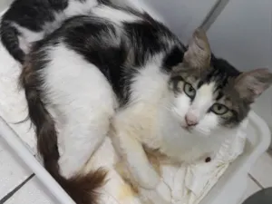 Gato raça Srd idade 2 a 6 meses nome Esmeralda castrada