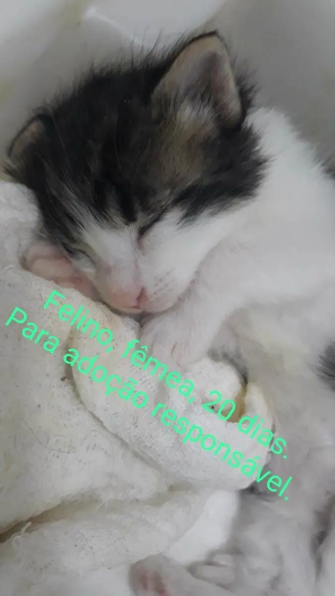 Gato raça Srd idade Abaixo de 2 meses nome Esmeraldinha 