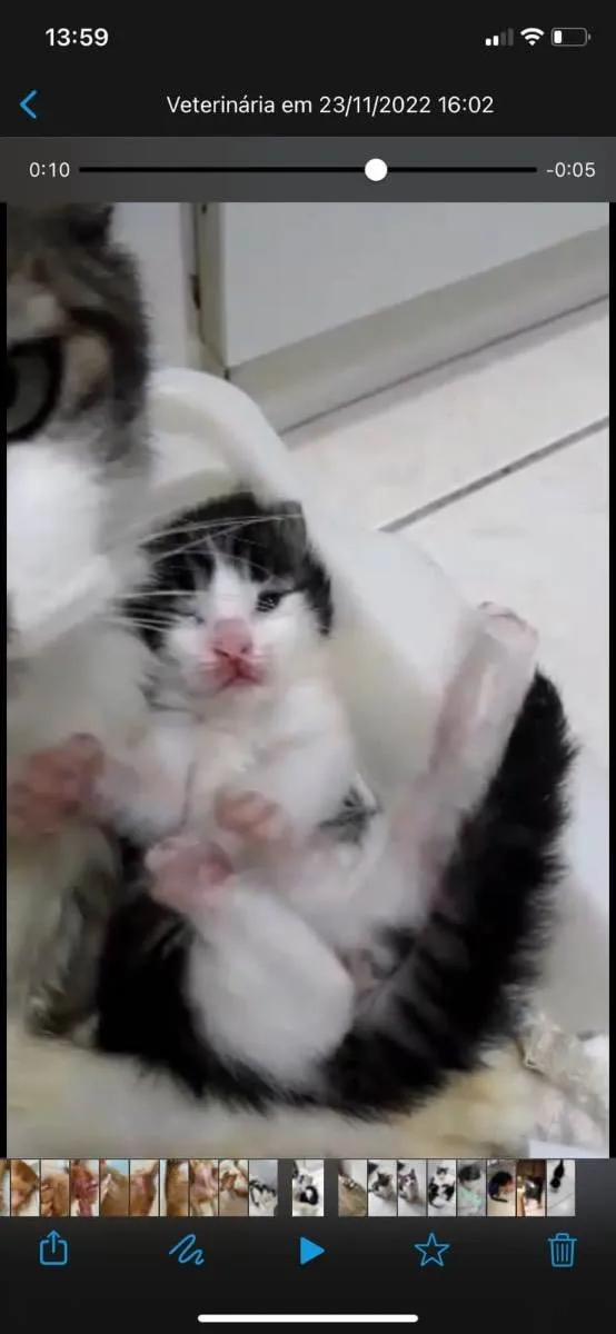 Gato raça Srd idade Abaixo de 2 meses nome Esmeraldinha 