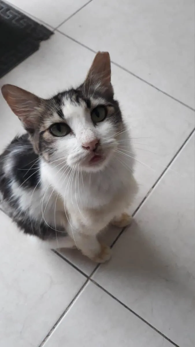 Gato raça Srd idade 2 a 6 meses nome Esmeralda castrada