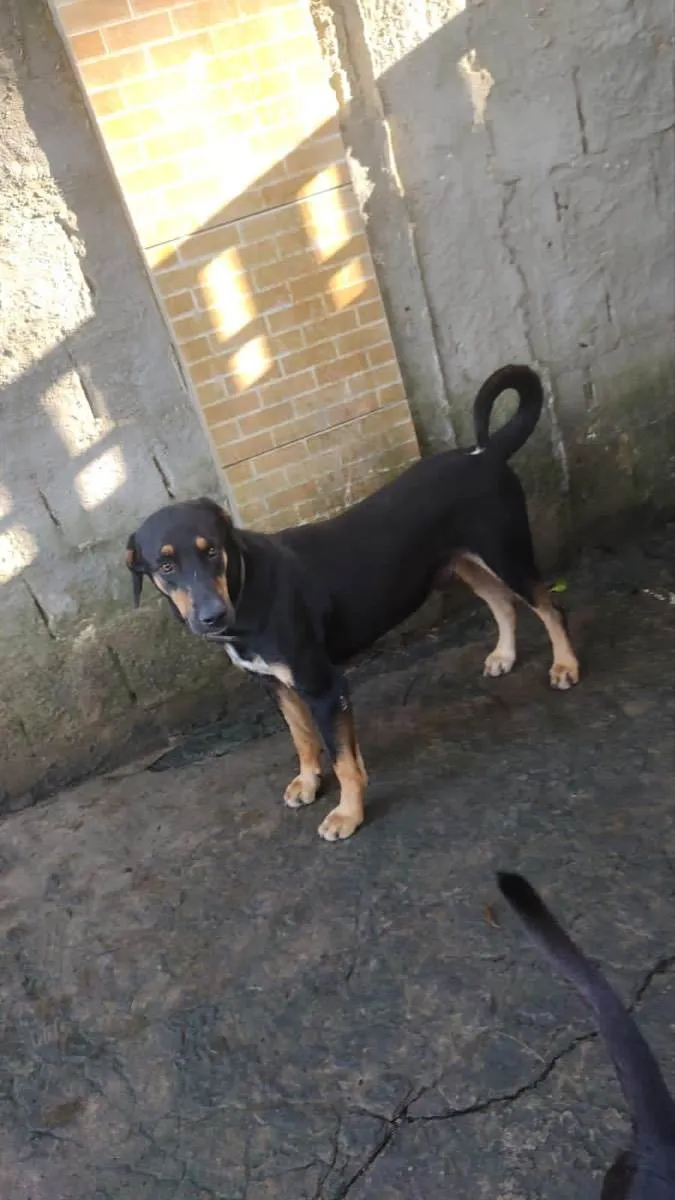 Cachorro raça Srd idade 1 ano nome Teo mestiço castrado