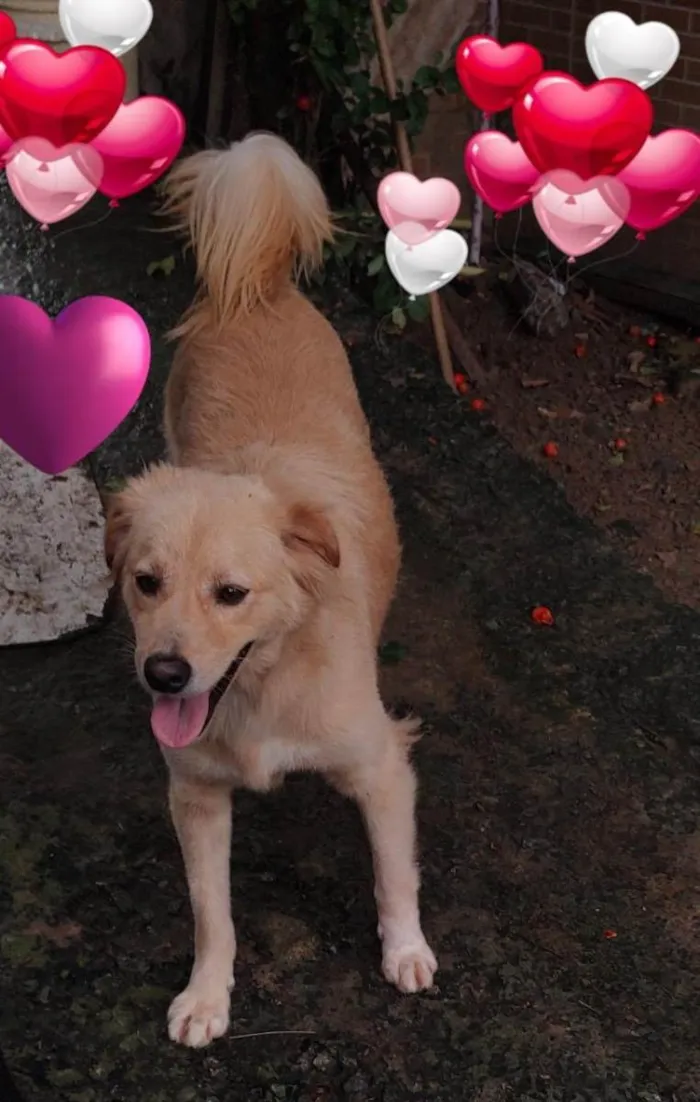 Cachorro raça Srd idade 1 ano nome Bob castrado