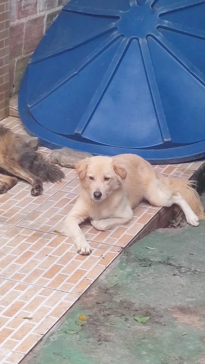 Cachorro raça Srd idade 1 ano nome Bob castrado