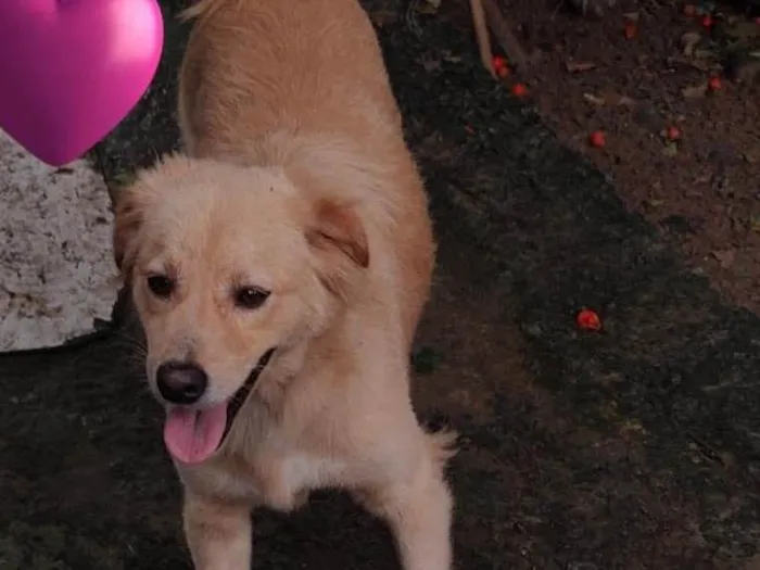 Cachorro raça Srd idade 1 ano nome Bob castrado