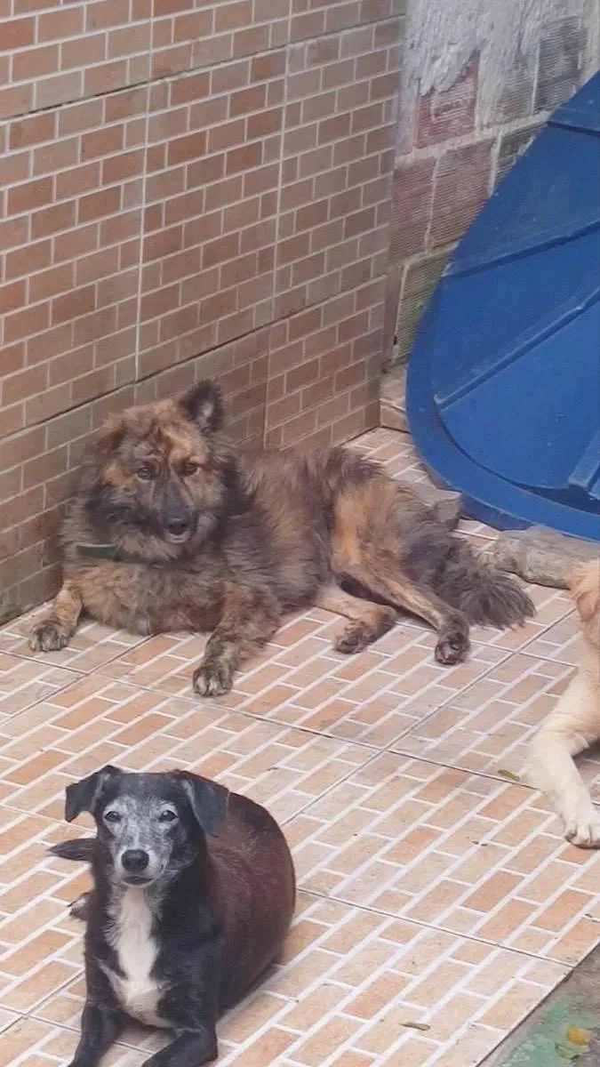 Cachorro raça Srd idade 1 ano nome Rolf castrado