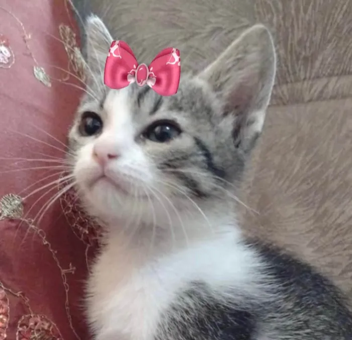 Gato ra a Mestiça  idade 2 a 6 meses nome Belinha 