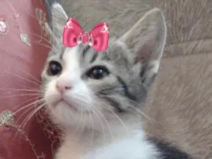 Gato raça Mestiça  idade 2 a 6 meses nome Belinha 