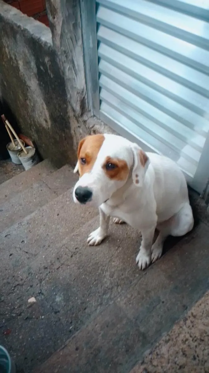 Cachorro ra a Mestiço  idade 1 ano nome Mandrake 