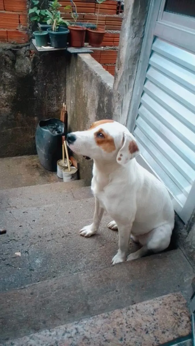 Cachorro ra a Mestiço  idade 1 ano nome Mandrake 