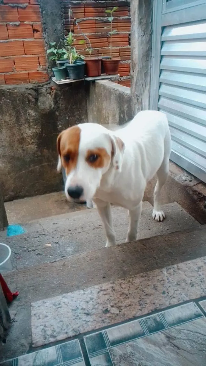 Cachorro ra a Mestiço  idade 1 ano nome Mandrake 