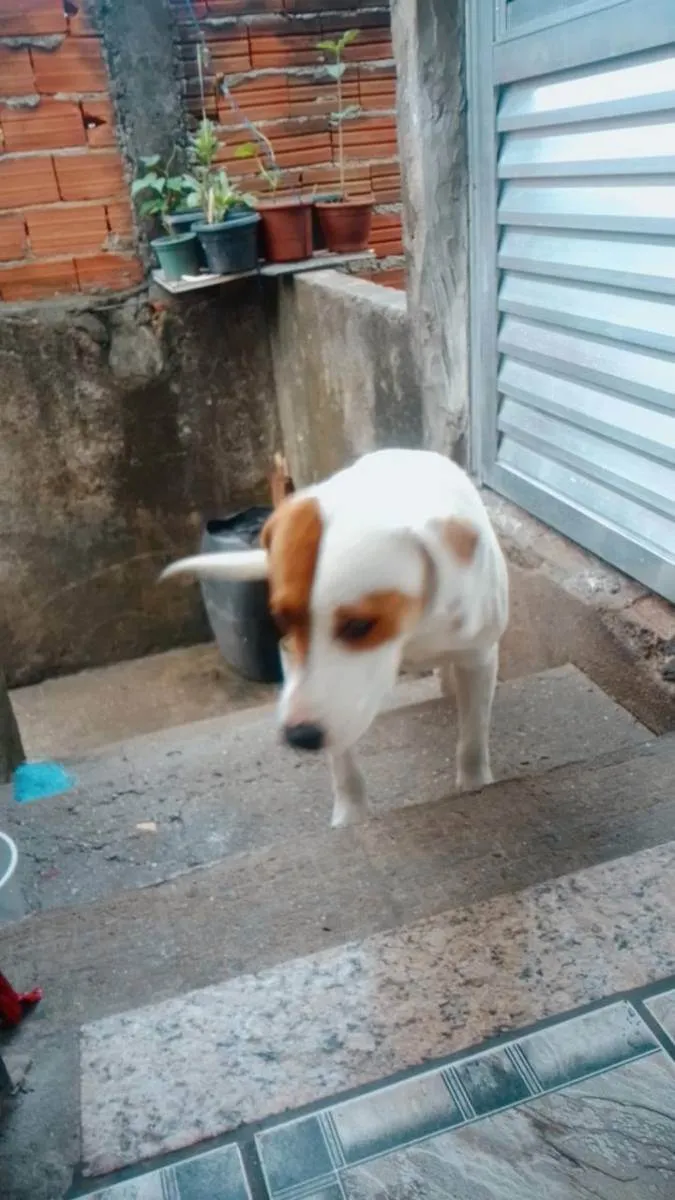 Cachorro ra a Mestiço  idade 1 ano nome Mandrake 