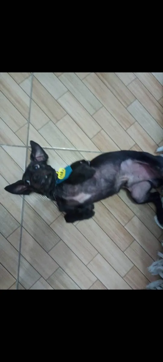 Cachorro ra a Pinscher+Poodle idade 3 anos nome Toddy