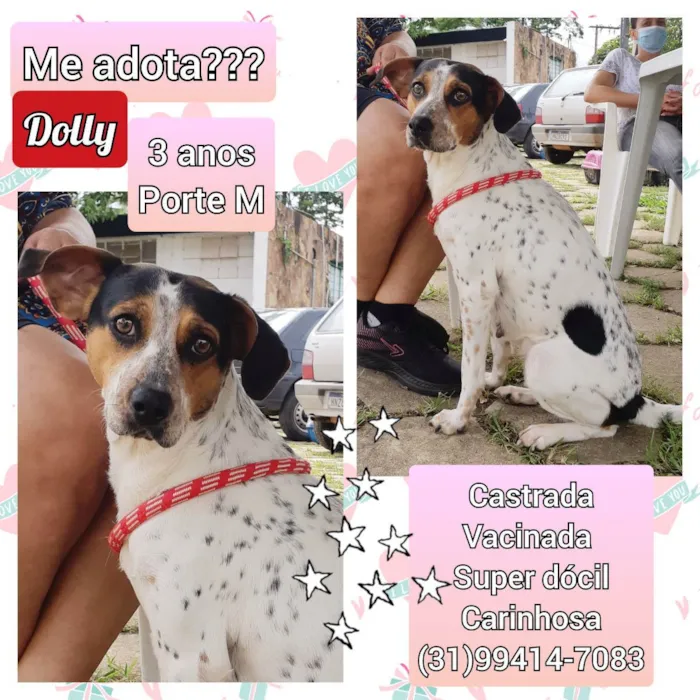 Cachorro raça SRD idade 3 anos nome Dolly