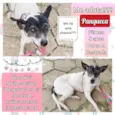 Panqueca