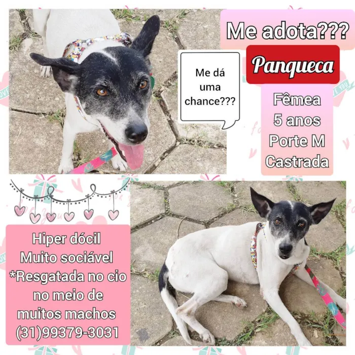 Cachorro raça SRD idade 5 anos nome Panqueca