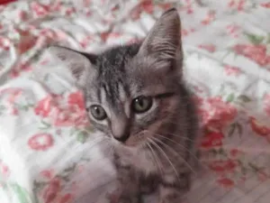 Gato raça Srd idade Abaixo de 2 meses nome Manguinha castrada ??