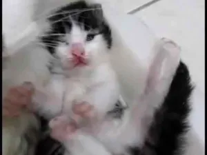 Gato raça Srd idade Abaixo de 2 meses nome Esmeraldinha 