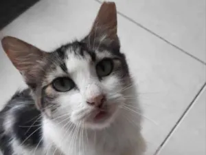 Gato raça Srd idade 2 a 6 meses nome Esmeralda castrada