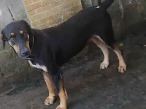 Cachorro raça Srd idade 1 ano nome Teo mestiço castrado