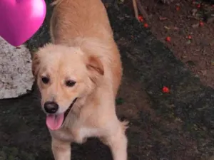 Cachorro raça Srd idade 1 ano nome Bob castrado