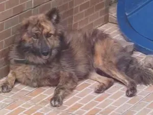 Cachorro raça Srd idade 1 ano nome Rolf castrado