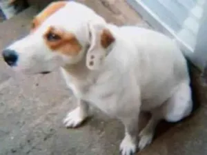 Cachorro raça Mestiço  idade 1 ano nome Mandrake 