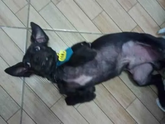 Cachorro ra a Pinscher+Poodle idade 3 anos nome Toddy