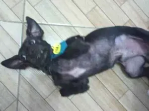 Cachorro raça Pinscher+Poodle idade 3 anos nome Toddy