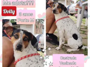 Cachorro raça SRD idade 3 anos nome Dolly