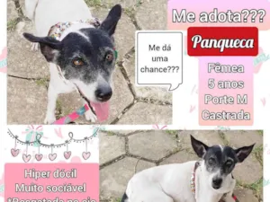 Cachorro raça SRD idade 5 anos nome Panqueca