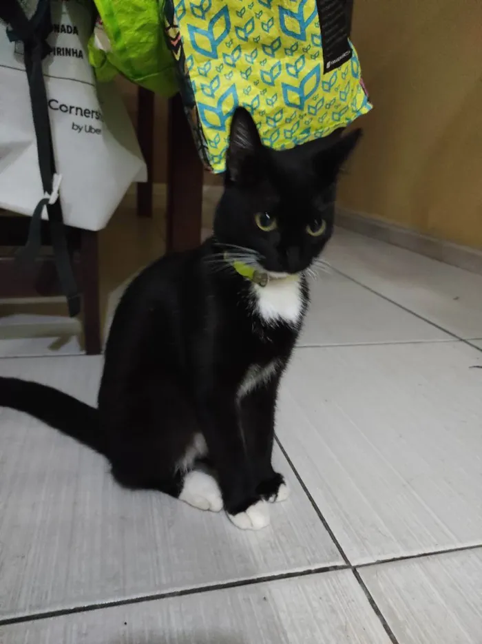 Gato ra a branco e preto idade 7 a 11 meses nome Meka